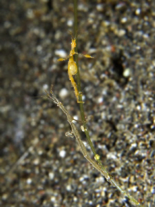 caprella sp (skeleton shrimp) male and female by Alex Varani 